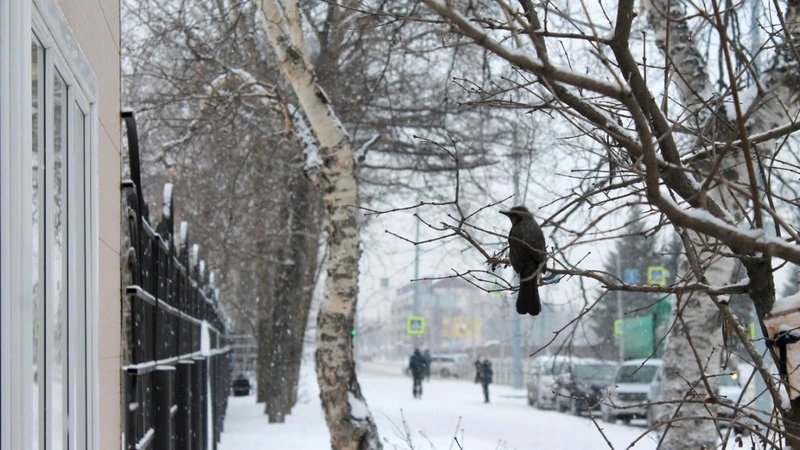 Сахалинцы прикормили необычную птицу салом и сливочным маслом