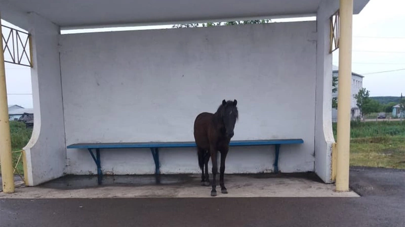 Маленький жеребенок стоит на сахалинской остановке уже два дня и чего-то ждет