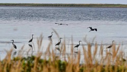 Около 4 тысяч птиц насчитали на Сахалине и Курилах в ходе «Евразийского учета»
