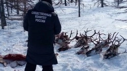 Суд освободил от наказания двух браконьеров с Сахалина, убивших 26 краснокнижных оленей