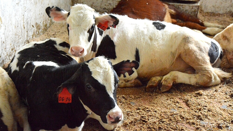 Поголовье коров мясного направления на Сахалине за 10 лет выросло в 100 раз