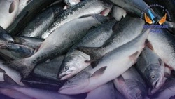 Кету по 110 рублей за килограмм привезли в Александровск-Сахалинский 11 сентября