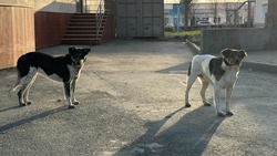В Южно-Сахалинске поймали 37 бездомных собак за неделю