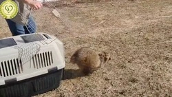 Спасенную от голодной смерти енотку выпустили на волю в Тымовском районе