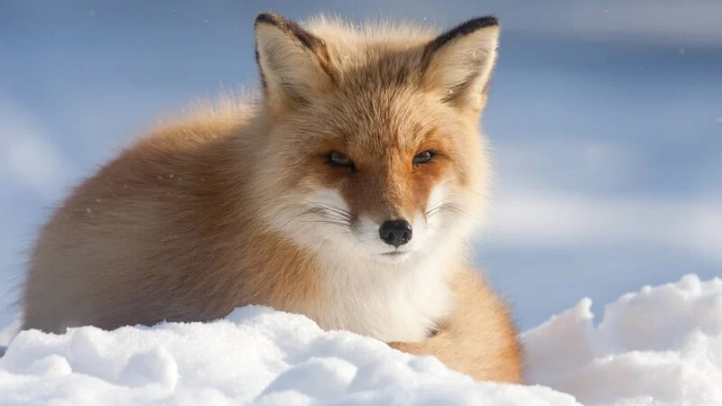 Кто здесь натоптал?