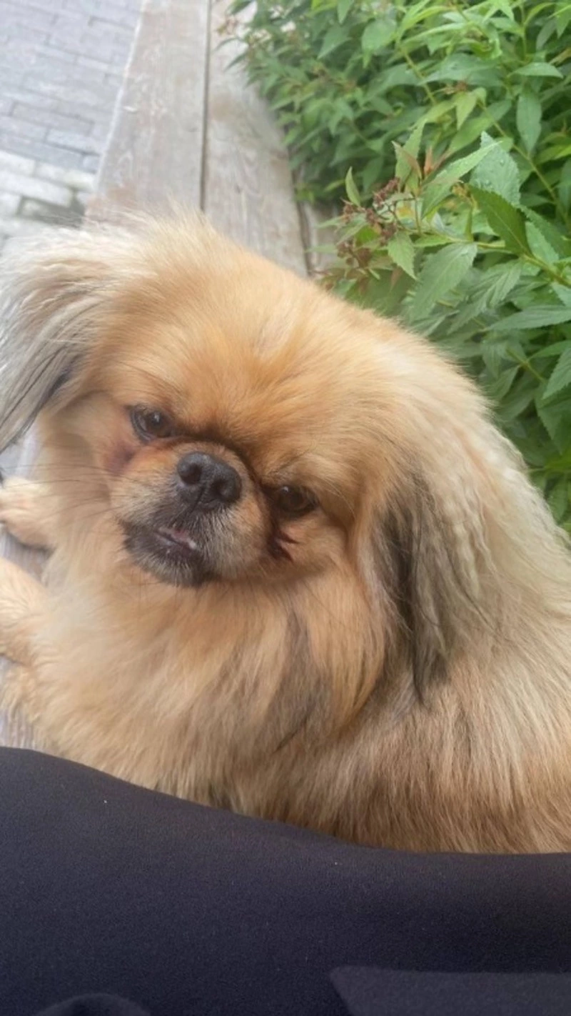 Хозяина красивого пекинеса ищут в Южно-Сахалинске