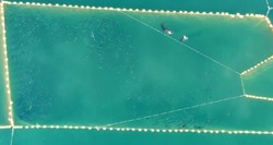 Ворующие рыбу в ставном неводе нерпы попали на видео на Сахалине