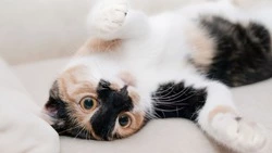 Россияне больше любят лежать на диване, чем кататься на лыжах и коньках