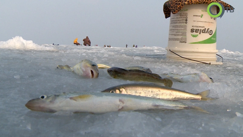Сахалинские ученые: Ловить навагу и бросать ее на льду - кощунство