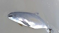 Фото выброшенной на берег морской свиньи в Поронайске опубликовали в соцсетях