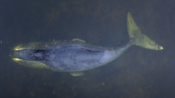 Серого и гренландского китов включили в перечень исчезающих животных мира