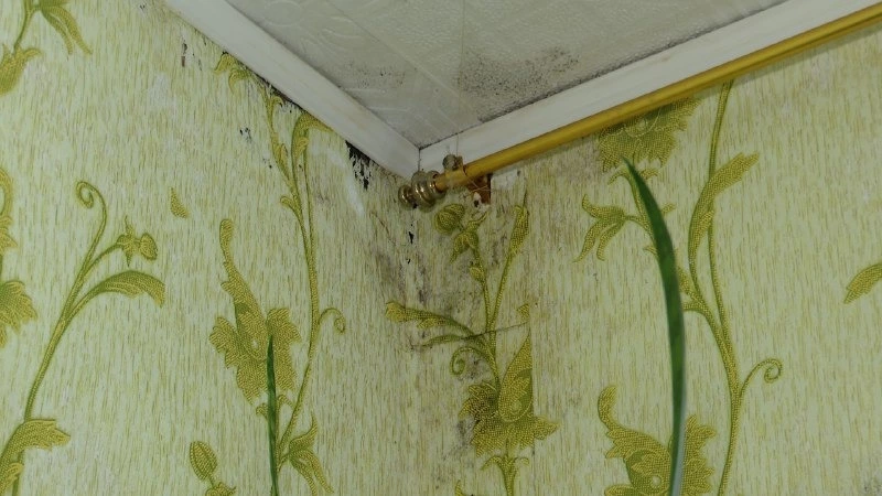 Жильцы многоквартирного дома на Сахалине больше десяти лет живут в плесени и сырости 