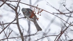 Небольшое похолодание ждет жителей Южно-Сахалинска в ночь на 19 марта