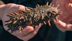 Ученые СахГУ разработали новую технологию выращивания трепанга в северных водах