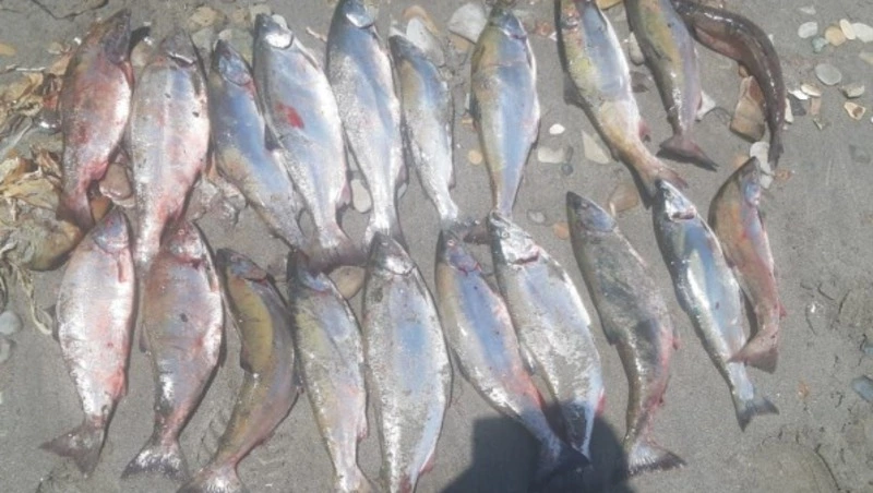 Браконьера с симой на 102 тысячи рублей поймали на реке в Анивском районе