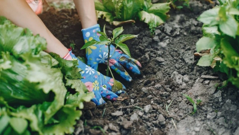 Дачники в восторге: рецепт подкормки для всего огорода
