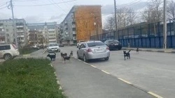 «Кидаются на детей и прохожих»: бездомные собаки оккупировали двор в Южно-Сахалинске