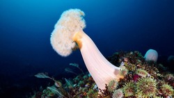 Огромный осьминог и медуза попали в объектив подводного фотографа на Курилах