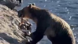 Появилось видео с медведем, который стащил рыбу с лососевого завода на Курилах