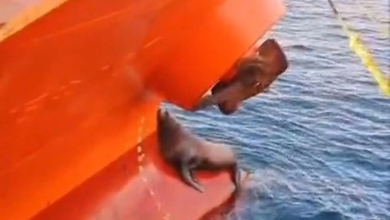 «Сообразительные»: дальневосточникам показали, как сивучи прячутся от косаток