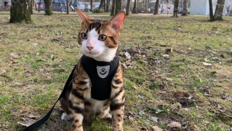 «Прилетел из Санкт-Петербурга на фестиваль и пропал»: гости «Крыльев Сахалина» потеряли кота