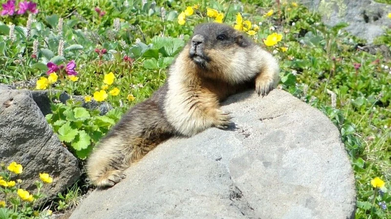 На Курилах черношапочные сурки стали меньше плодиться