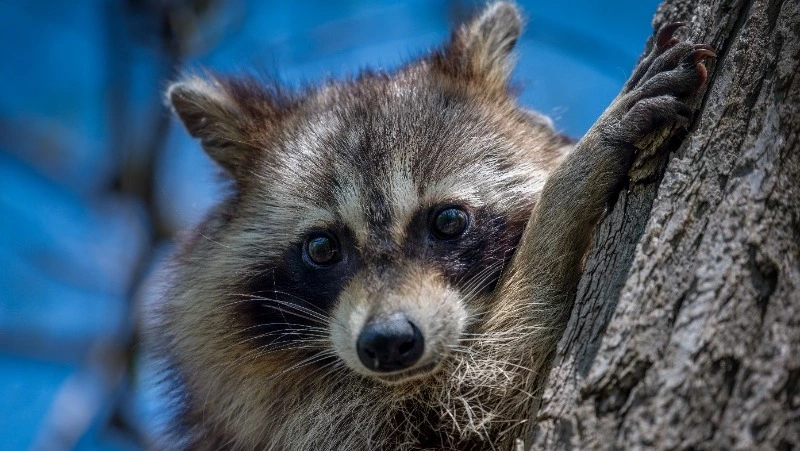 Совсем не как в мультиках: соседний остров Хоккайдо разоряют расплодившиеся еноты