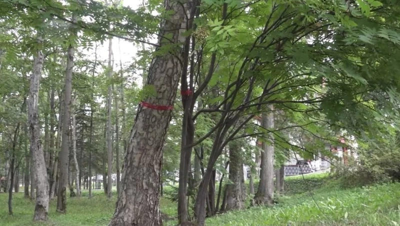 Бдительность горожан спасла деревья в парке Южно-Сахалинска