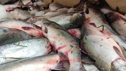 Рыбу по низким ценам привезли жителям трех сел Углегорского района 18 сентября