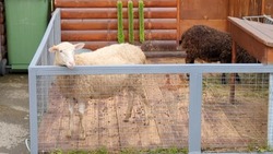 В зоопарке Южно-Сахалинска объяснили смысл фразы «дрожит, как овечий хвост»