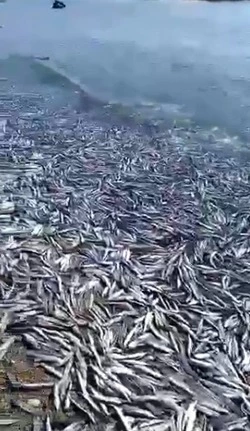 От массового выброса уйка на севере Сахалина заблестел берег