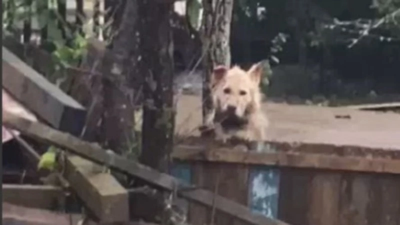 Привязанную собаку спасли в Невельском районе 