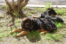 Более 400 бездомных собак отловили с начала года в Поронайском районе