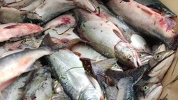 Живые личинки гельминтов нашли в горбуше из Тунайчи и реки Поронай