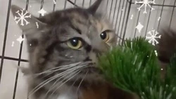 Выброшенная с балкона кошка готова переехать в семью на Сахалине