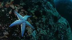 Морские звезды с острова Монерон попали в объектив подводного фотографа