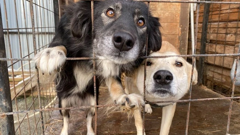 Сожженные собаки и вечный голод: как наживались на «зоокормушке» российские псевдоволонтеры