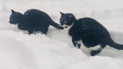 Снежный циклон из Приморья придет на Сахалин