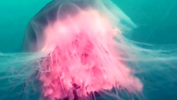 «Подводная красавица»: сахалинский дайвер показал грацию медузы