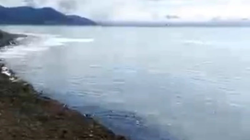 Море в районе Пригородного побелело из-за подходов селедки 15 апреля