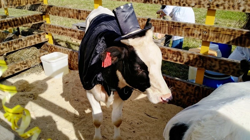 На Сахалине коров нарядили в карнавальные костюмы