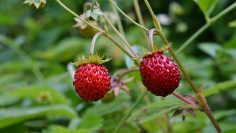 Народные приметы на 22 июня 2024 года: что нельзя делать в Кириллин день