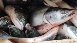 Пять видов рыбы по доступной цене привезли в Южно-Сахалинск