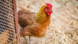 Сахалинская птицефабрика вновь выставила на продажу живых птиц   