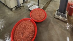 Икру лосося подсчитают на рыборазводных заводах Сахалина
