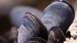 Проверка 57 партий рыбы в ДФО показала отсутствие радионуклидов с «Фукусимы-1»