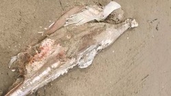 Тело неизвестного морского животного нашли у моря на юге Сахалина