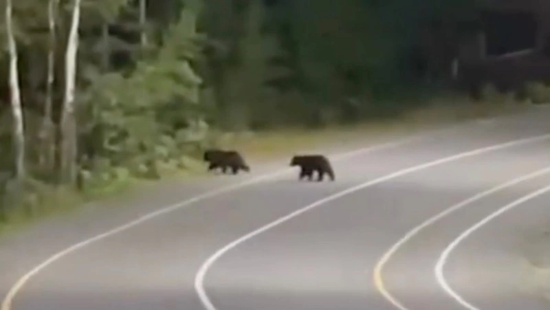 Двух медвежат заметили на «Горном воздухе» в Южно-Сахалинске