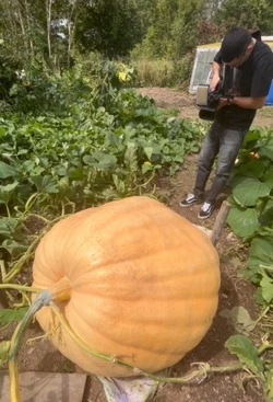 Тыква по имени «Большой Ч»: сахалинка вырастила плод весом 225 кг
