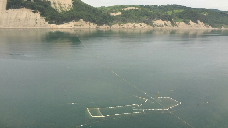 Охота за браконьерами на Сахалине ведется с вертолетов